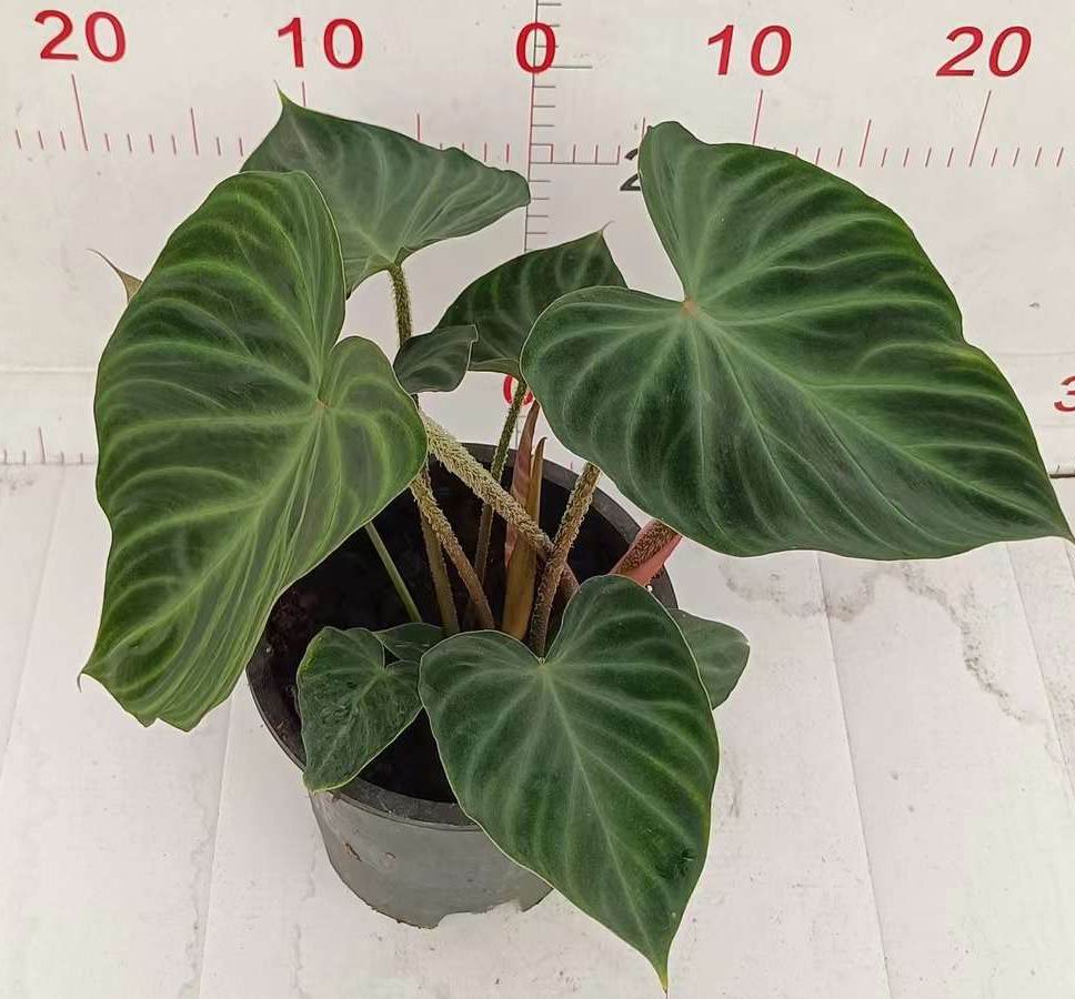 Philodendron Verrucosum - 中国の専門ライブ植物サプライヤー
