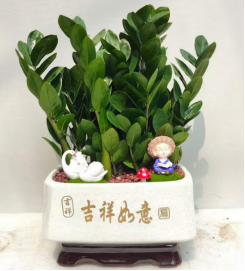 ZZ Plant 金钱树系列689