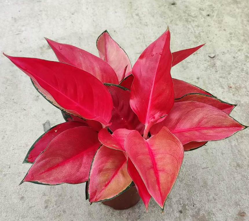 アグラオネマ・スクソム - 中国の専門生植物サプライヤー - Iplantre