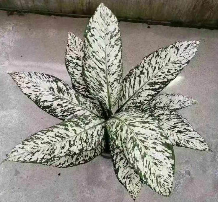 Dieffenbachia White Etna - 中国の専門ライブ植物サプライヤー - Iplantre