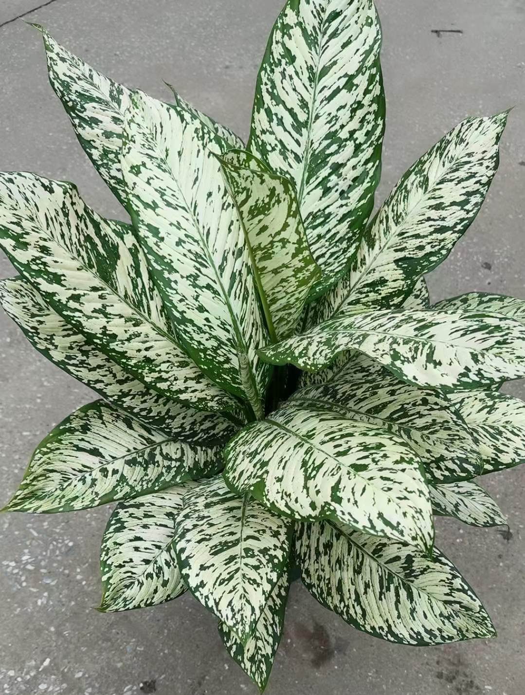 Dieffenbachia White Etna - 中国の専門ライブ植物サプライヤー - Iplantre