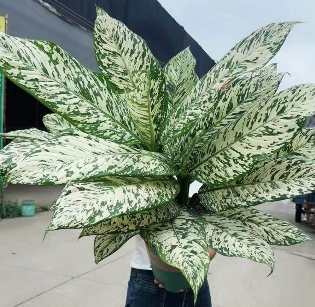 Dieffenbachia White Etna