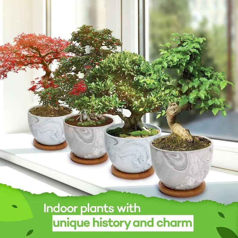 Bonsai Tree Seed Starter Kit Garden Kit