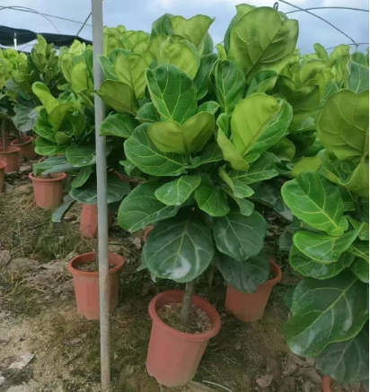 Fiddle Leaf Fig