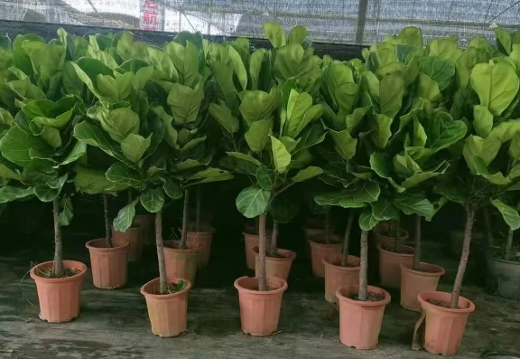 Fiddle Leaf Fig2