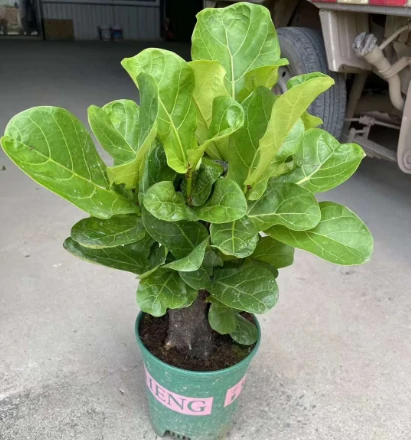 Fiddle Leaf Fig3