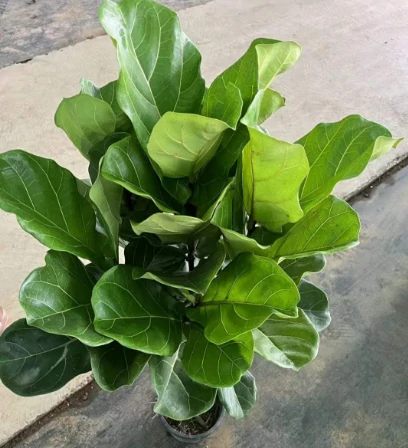 Fiddle Leaf Fig4