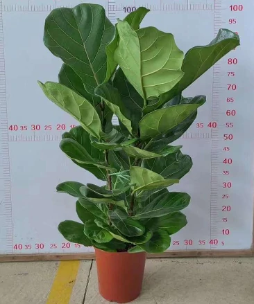 Fiddle Leaf Fig5