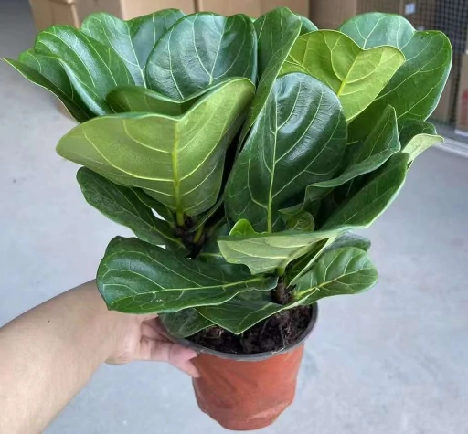 Fiddle Leaf Fig6