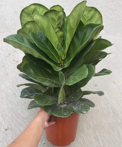 Fiddle Leaf Fig8