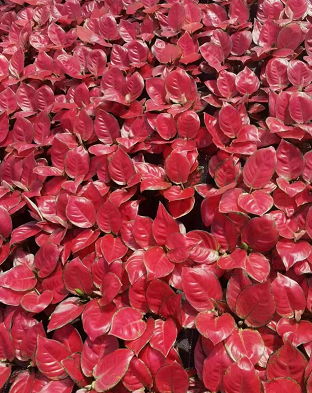 Red Aglaonema