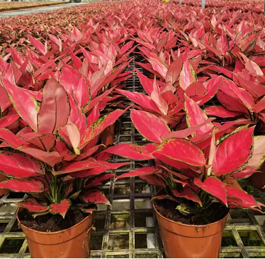 Aglaonema rojo2