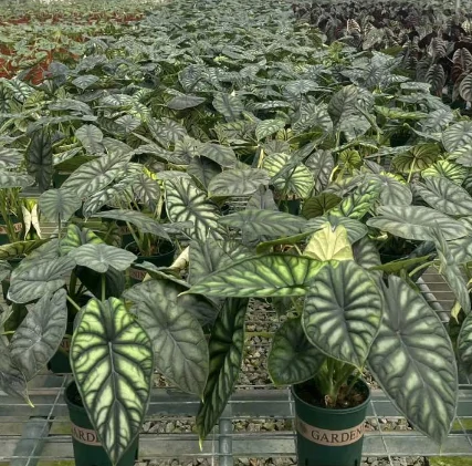 Alocasia3