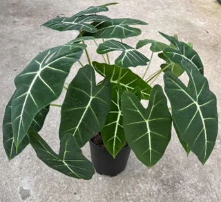 Alocasia5