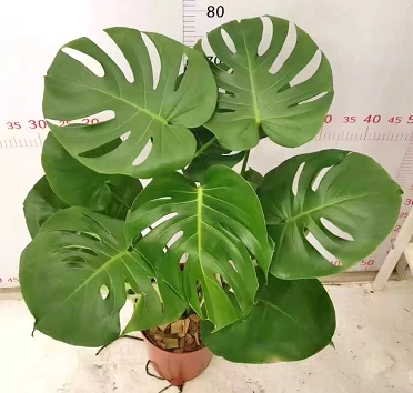 Monstera