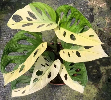 Monstera2