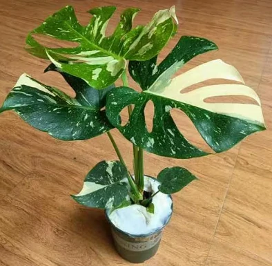 Monstera3