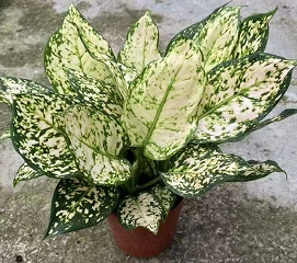 White Aglaonema