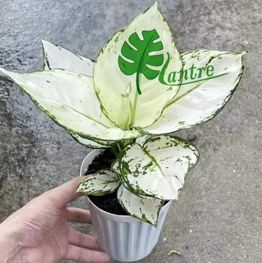 White Aglaonema2