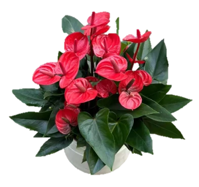 Anthurium