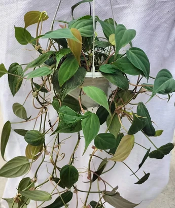 Philodendron2