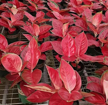 Aglaonema Suksom Jaipong3