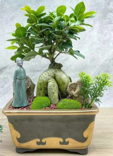 Ficus tree