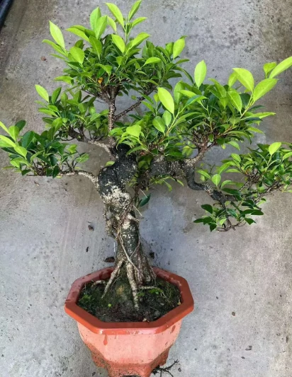 Albero di ficus3