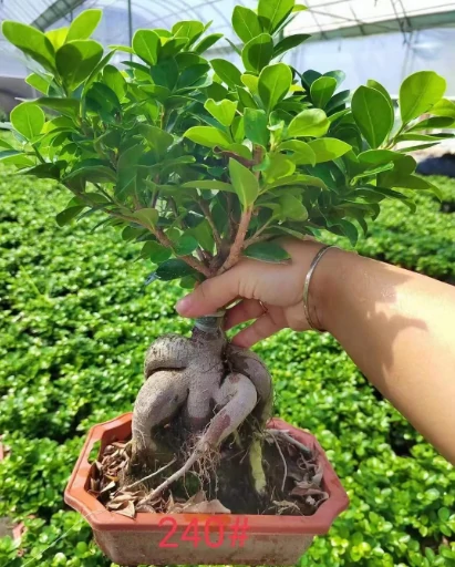 Ficus tree4