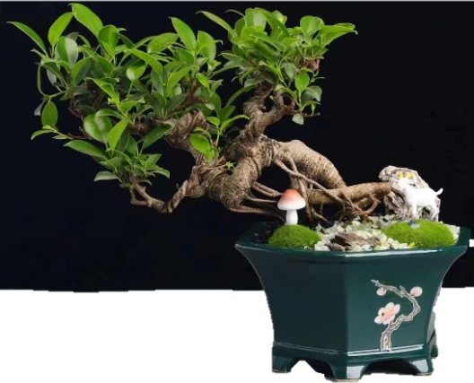 Albero di ficus6