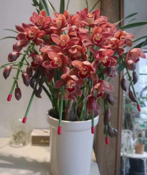 Cymbidium 大花蕙兰系列1344