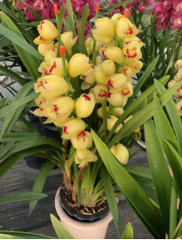 Cymbidium 大花蕙兰系列4758