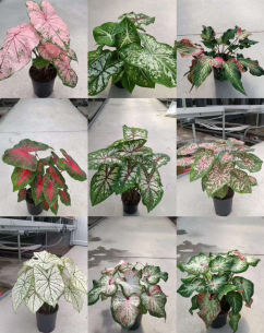 Caladium 彩叶芋系列2644