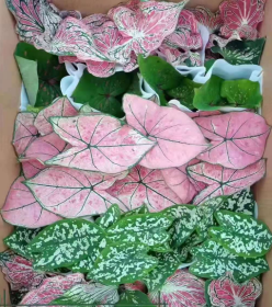 Caladium 彩叶芋系列4452