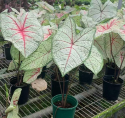 Caladium 彩叶芋系列8697