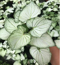 Caladium 彩叶芋系列10880