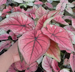 Caladium 彩叶芋系列12890