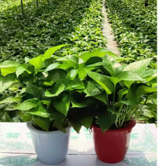 Pothos 藤蔓绿萝系列2545