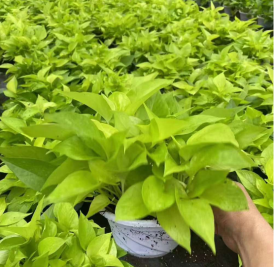 Pothos 藤蔓绿萝系列5540