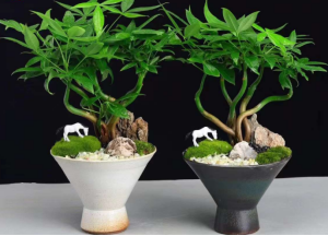 お金のなる木 - 中国の専門ライブ植物サプライヤー - Iplantre