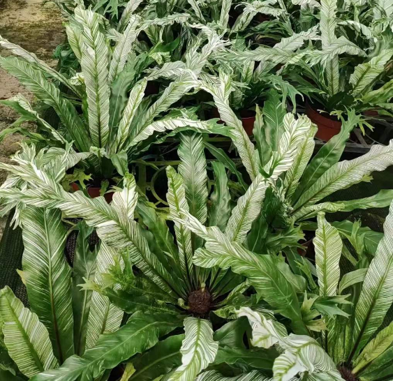 シダ - 中国の専門の生きている植物の製造者 - Iplantre