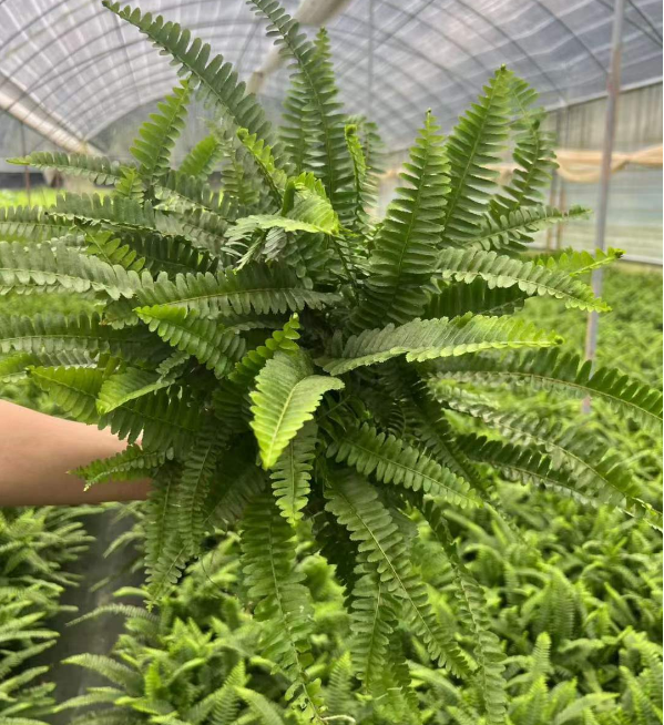 シダ - 中国の専門の生きている植物の製造者 - Iplantre