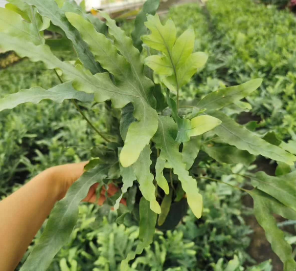 シダ - 中国の専門の生きている植物の製造者 - Iplantre