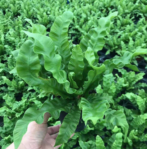 シダ - 中国の専門の生きている植物の製造者 - Iplantre