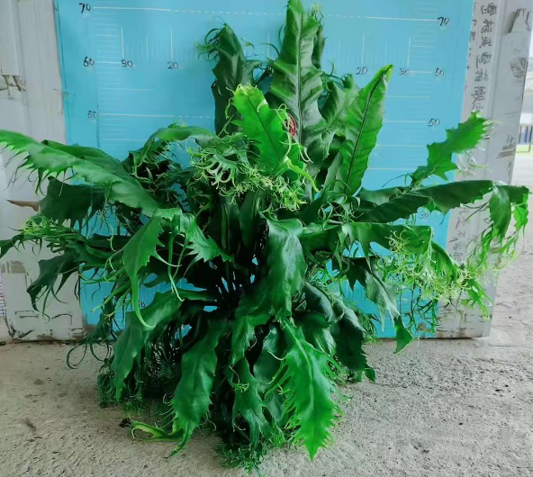 シダ - 中国の専門の生きている植物の製造者 - Iplantre