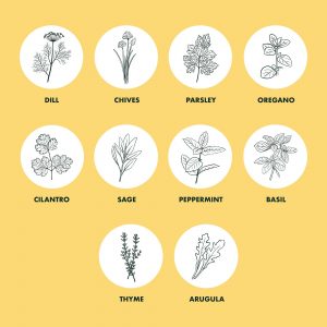 Herb Garden Seeds for Planting