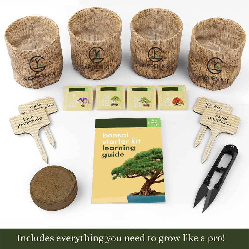 Kits de graines de bonsaï - Premier fournisseur chinois de kits de