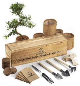 easy bonsai starter kit
