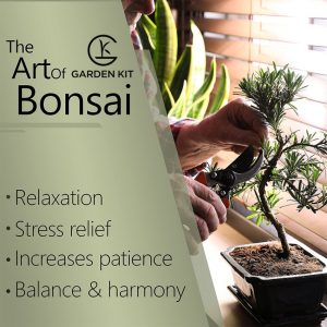 Gemakkelijke bonsai-startset