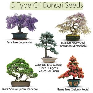 Gemakkelijke bonsai-startset